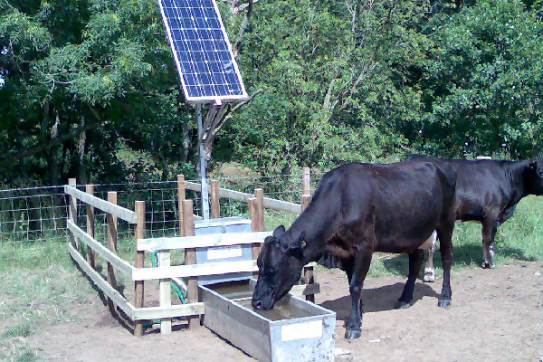 black cattle drinking from a water trough powered by solar