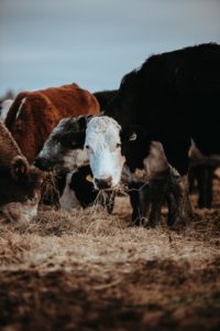 cows on stubbles