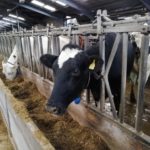 dairy cow eating