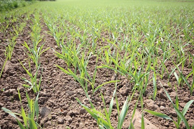 seedling barley