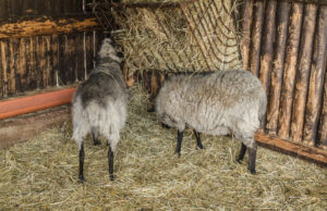 Sheep eating hay