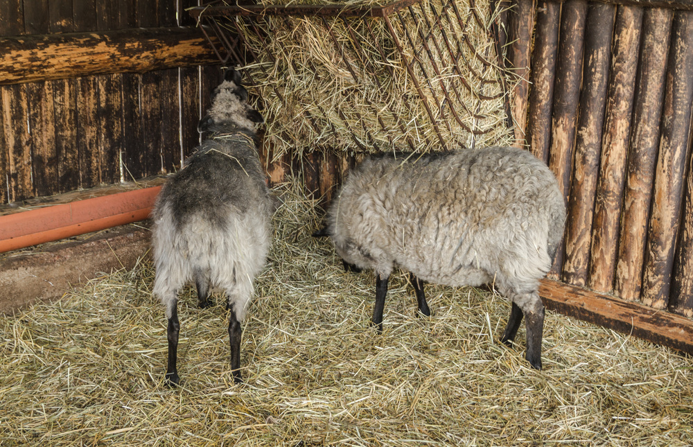 Sheep eating hay