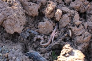 Worms wriggling in soil
