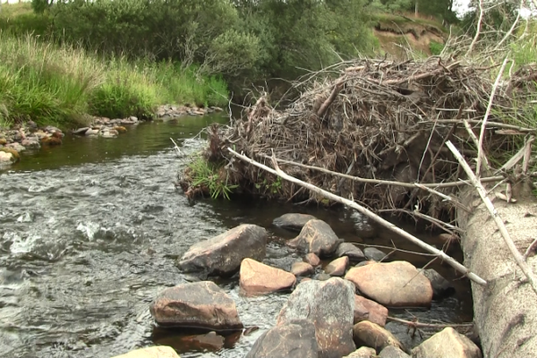 A watercourse with a fallen tree that has been placed as a green engineered obstruction to slow down water flow during flooding