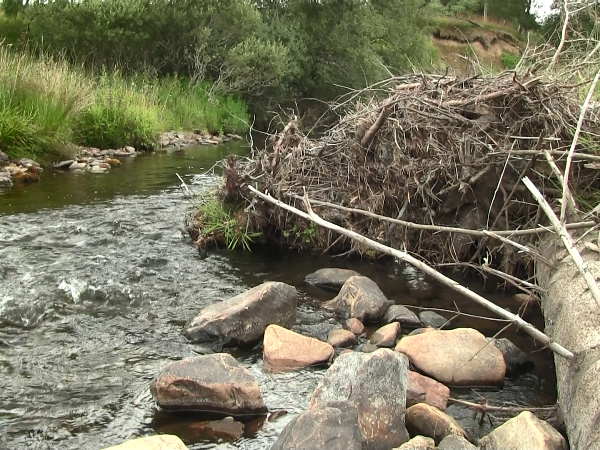 A watercourse with a fallen tree that has been placed as a green engineered obstruction to slow down water flow during flooding