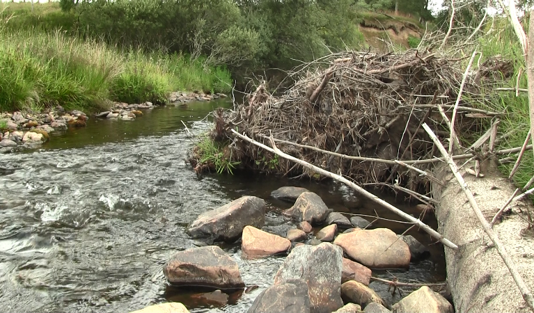 A watercourse with a fallen tree that has been placed as a green engineered obstruction to slow down water flow during flooding