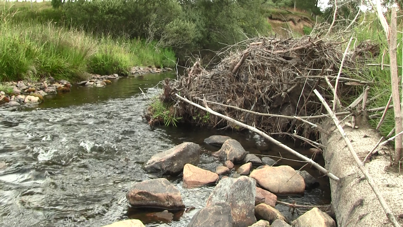 A watercourse with a fallen tree that has been placed as a green engineered obstruction to slow down water flow during flooding