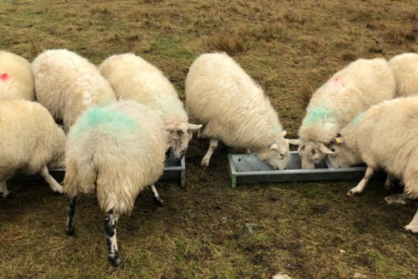 Sheep eating at a trough in the field