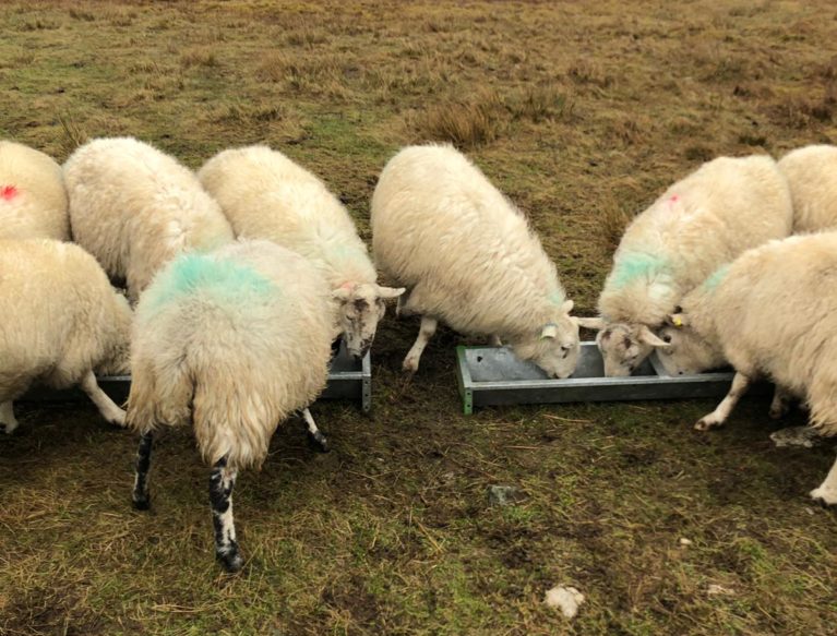 Sheep eating at a trough in the field