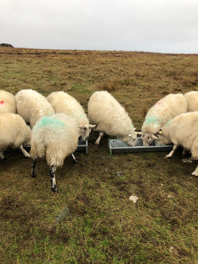 Sheep eating at a trough in the field