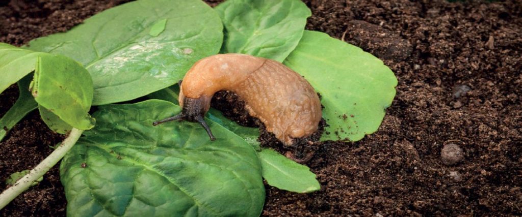 Slug on leaf