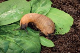 Slug on leaf