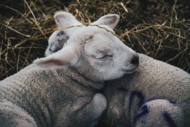 Two lambs sleeping