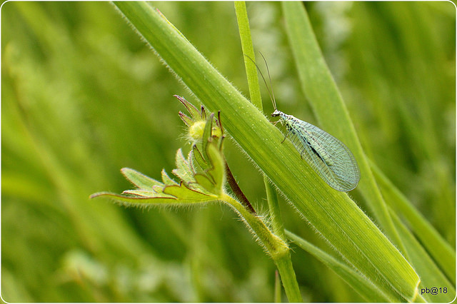 Photo of common green lacewing, credit to pete beard, flickr cc shared under licence (CC by 2.0)