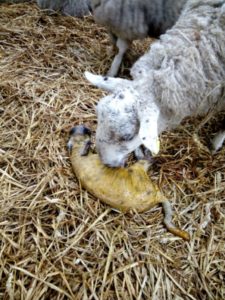 Newborn lamb and mother