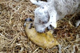 Newborn lamb and mother