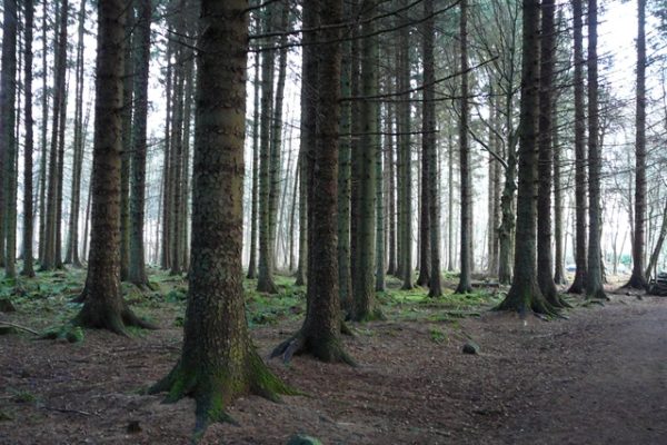 Farm Woodland News