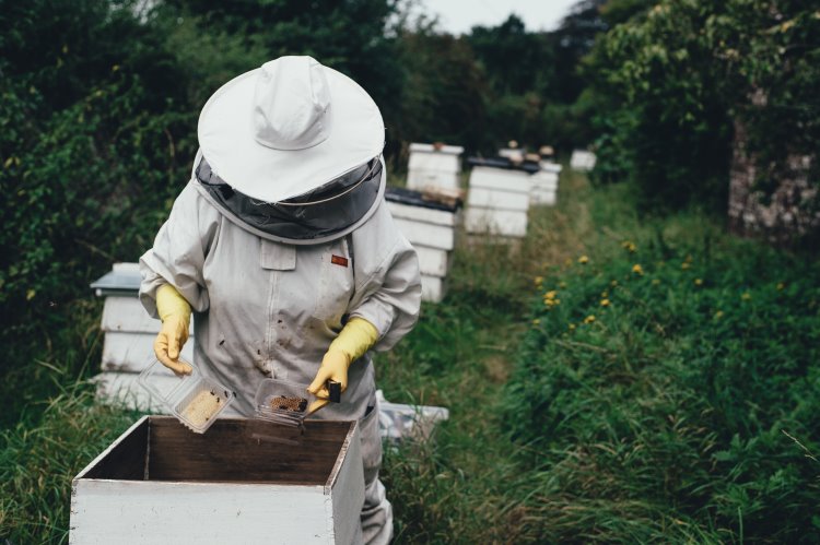 Honey bee hive management 750 x 499