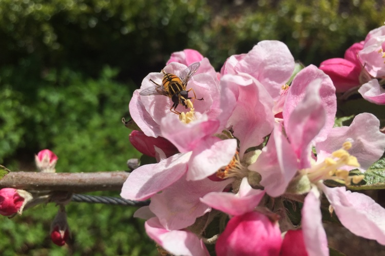 Hoverfly on apple blossom 750x499