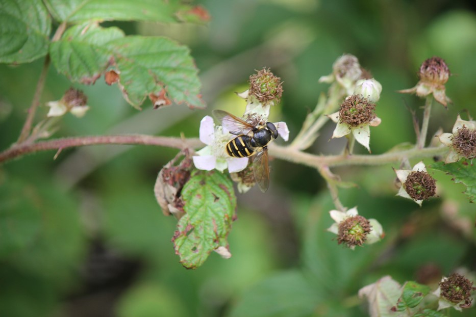 Hoverfly on bramble