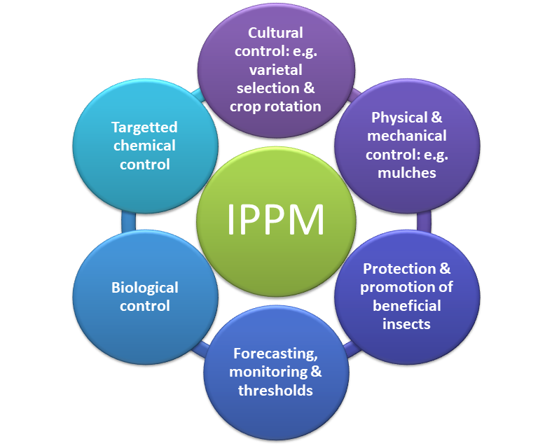 IPPM infograph lge bold
