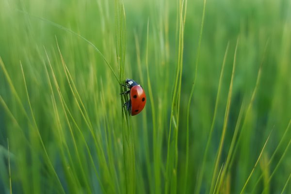 A ladybird climbing up long on grass
