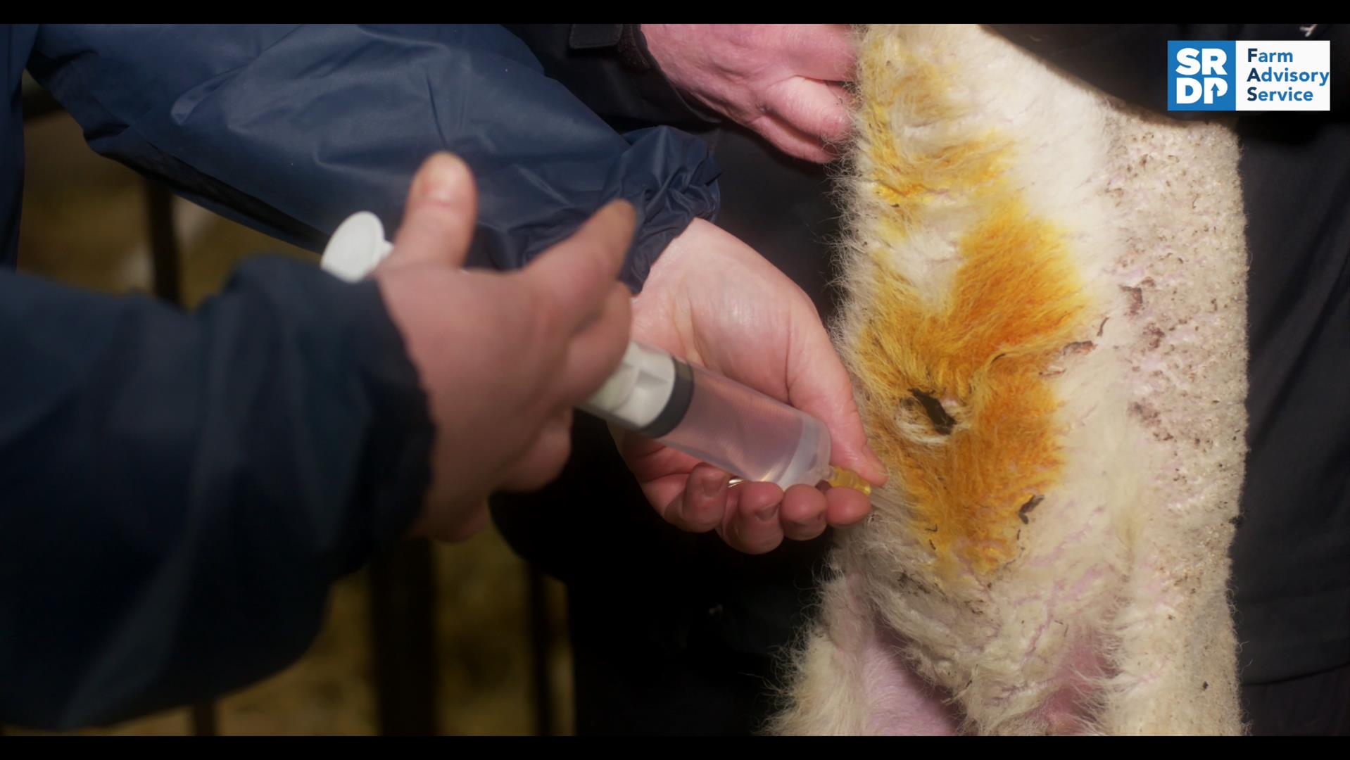 Treating hypothermia in newborn lambs | Helping farmers in Scotland