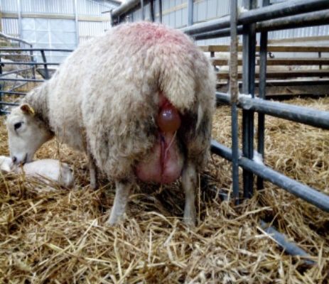 Ewe showing water bag during lambing