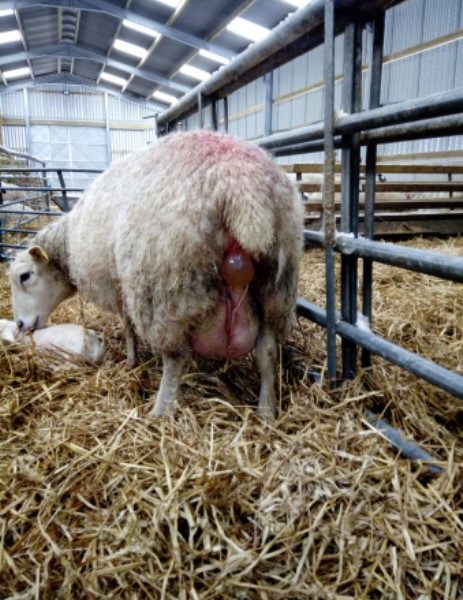 Ewe showing water bag during lambing