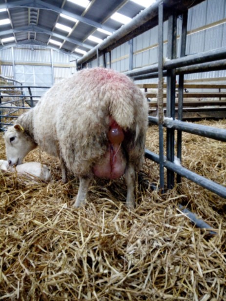 Ewe showing water bag during lambing