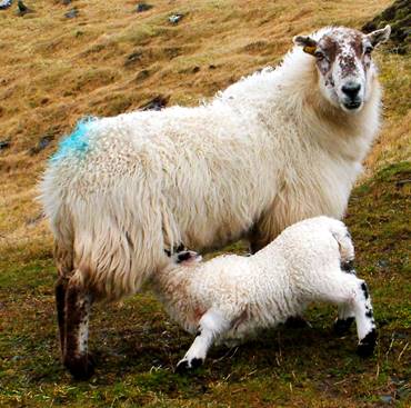 Lamb feeding