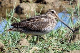 A snipe standing in mixed length vegetation in front of an area of standing water