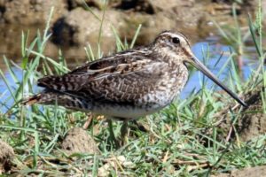 A snipe standing in mixed length vegetation in front of an area of standing water