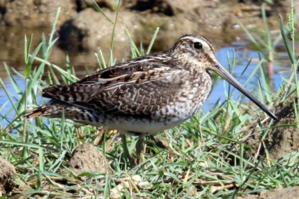 A snipe standing in mixed length vegetation in front of an area of standing water