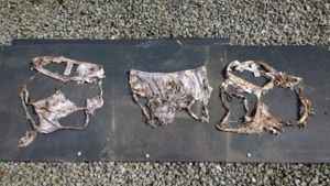 Soil My Undies results from Rhynie Farm