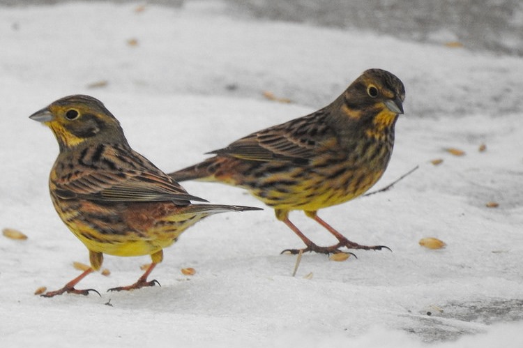 Yellowhammers 750x499