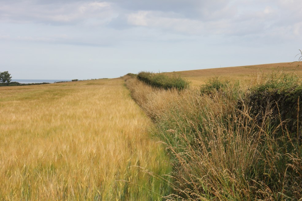 arable hedgerow and buffer