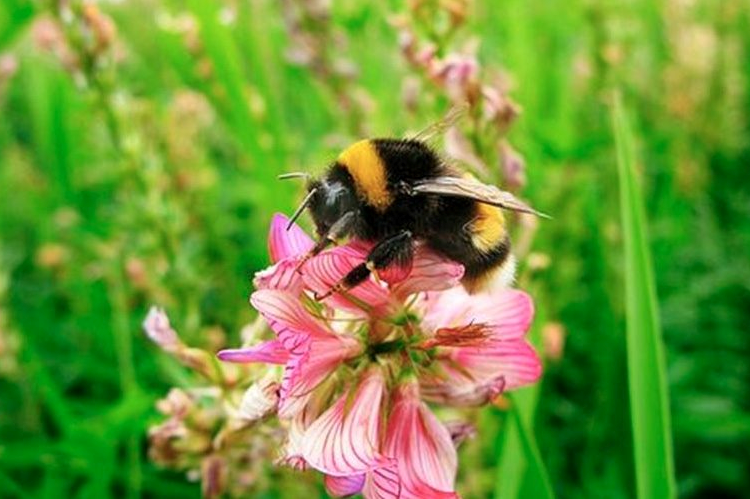 bee_flower 750x499 bee_flower 750x499