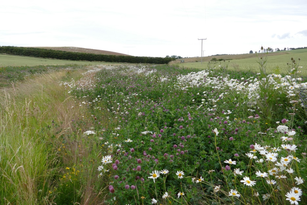 Water Margins