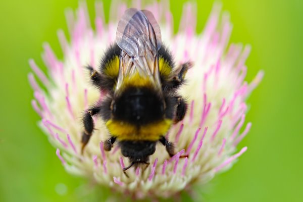 A bumblebee on a white clover flower
