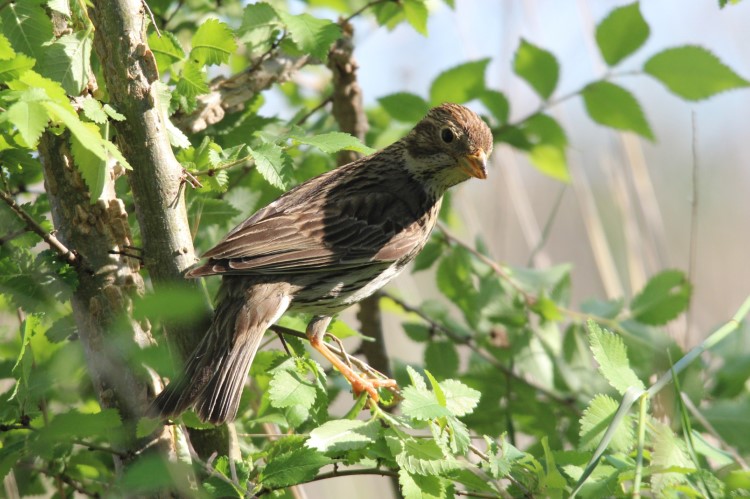 corn bunting 750x499