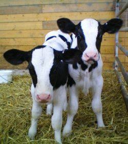 dairy calves