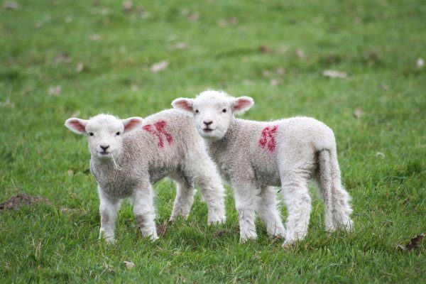 Sheep Updates