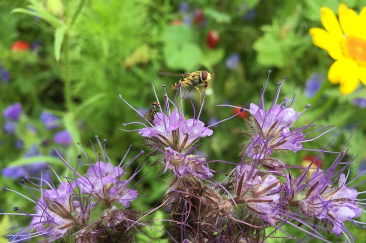 hoverfly on flower 750x499