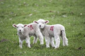 Two lambs in field
