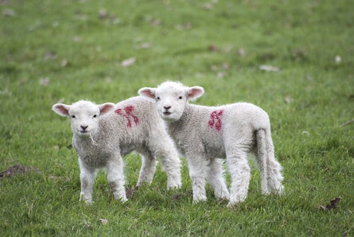 lambs Two lambs in field