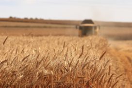 wheat harvest