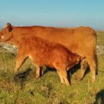 Cows that are defensive of calves are counter-intuitively NOT better mothers  