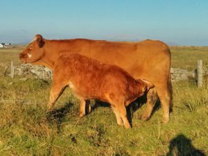 Cows that are defensive of calves are counter-intuitively NOT better mothers  