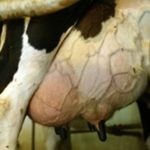 Cow with mastitis